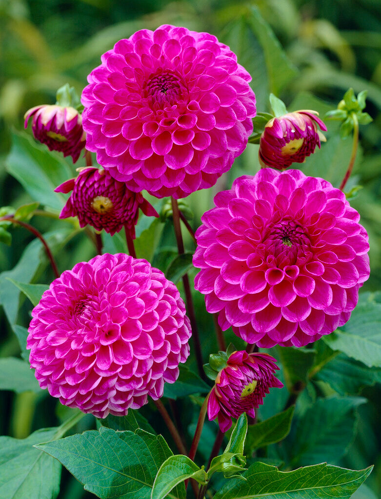 Dahlia Julio