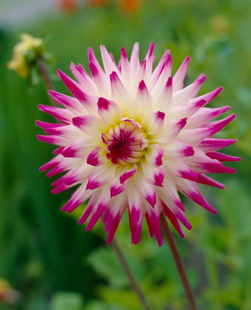 Dahlia Jura