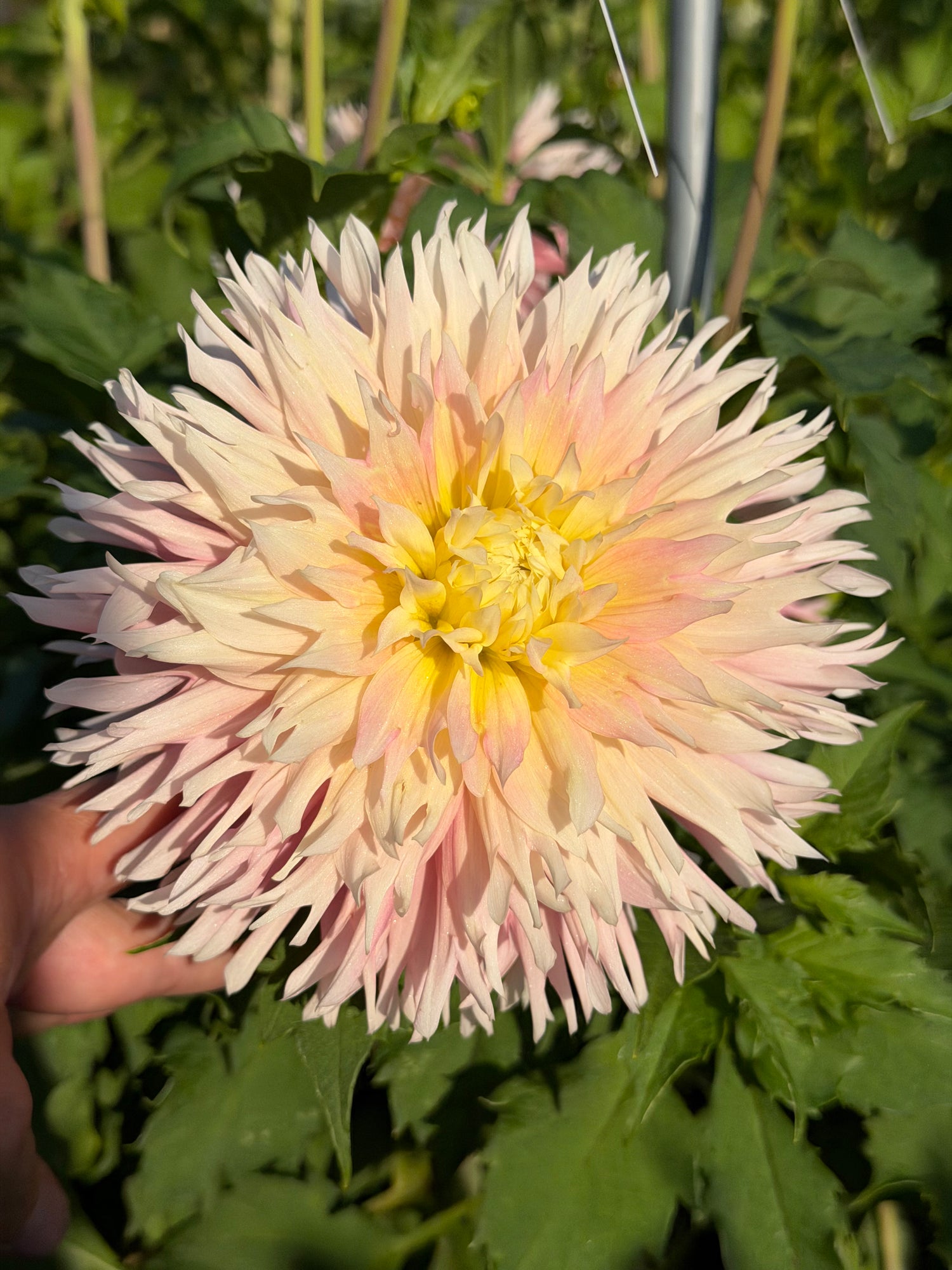 Dahlia Just Married