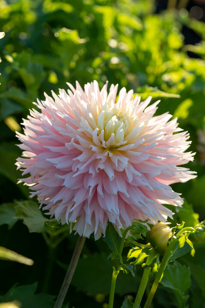 Dahlia Just Married