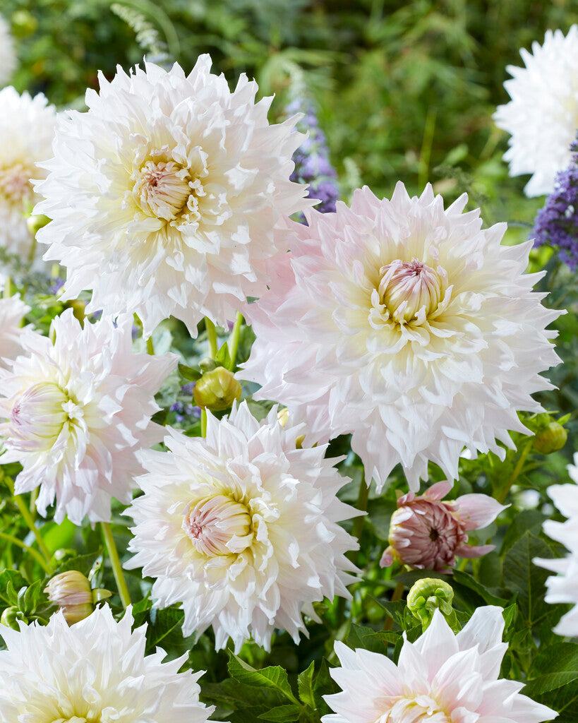 Dahlia Ka's Cloud