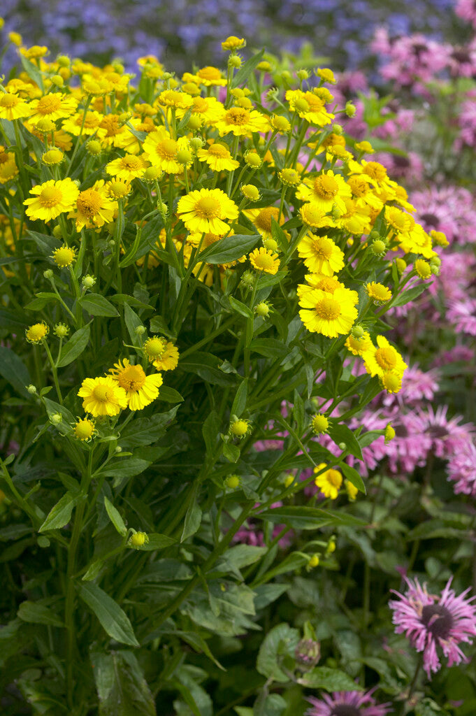 Helenium Canaria