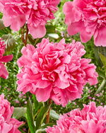Paeonia Kansas 3/5