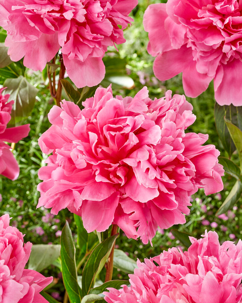 Paeonia Kansas 3/5