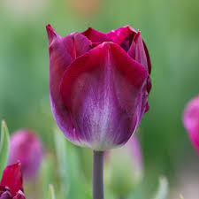 Tulipa Kansas Proud