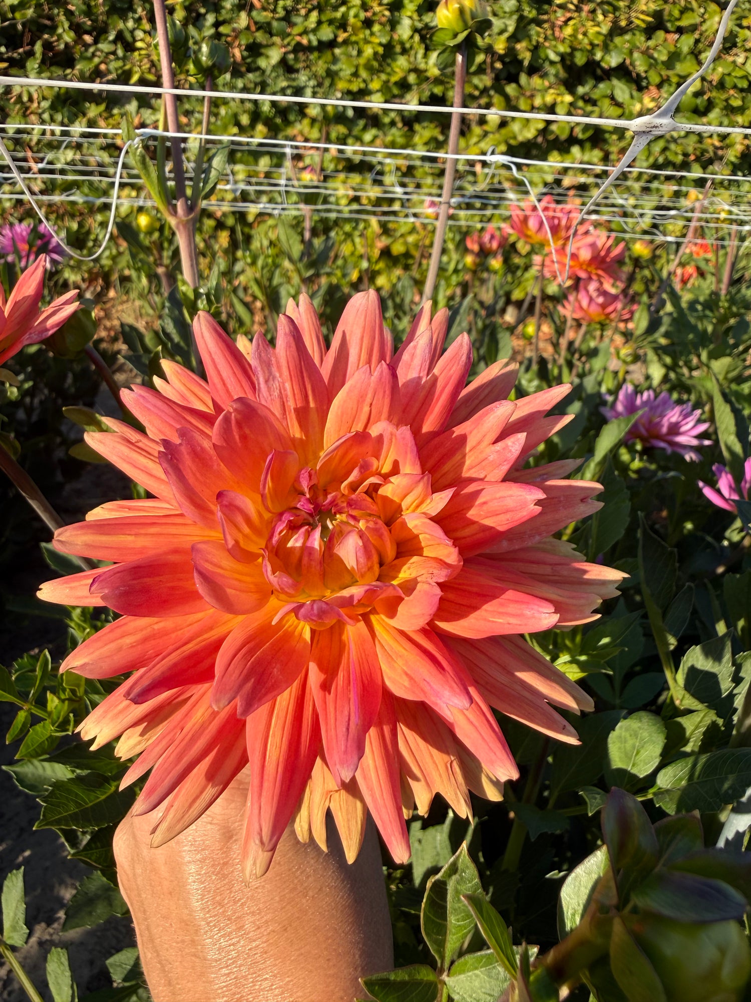 Dahlia Karma Corona