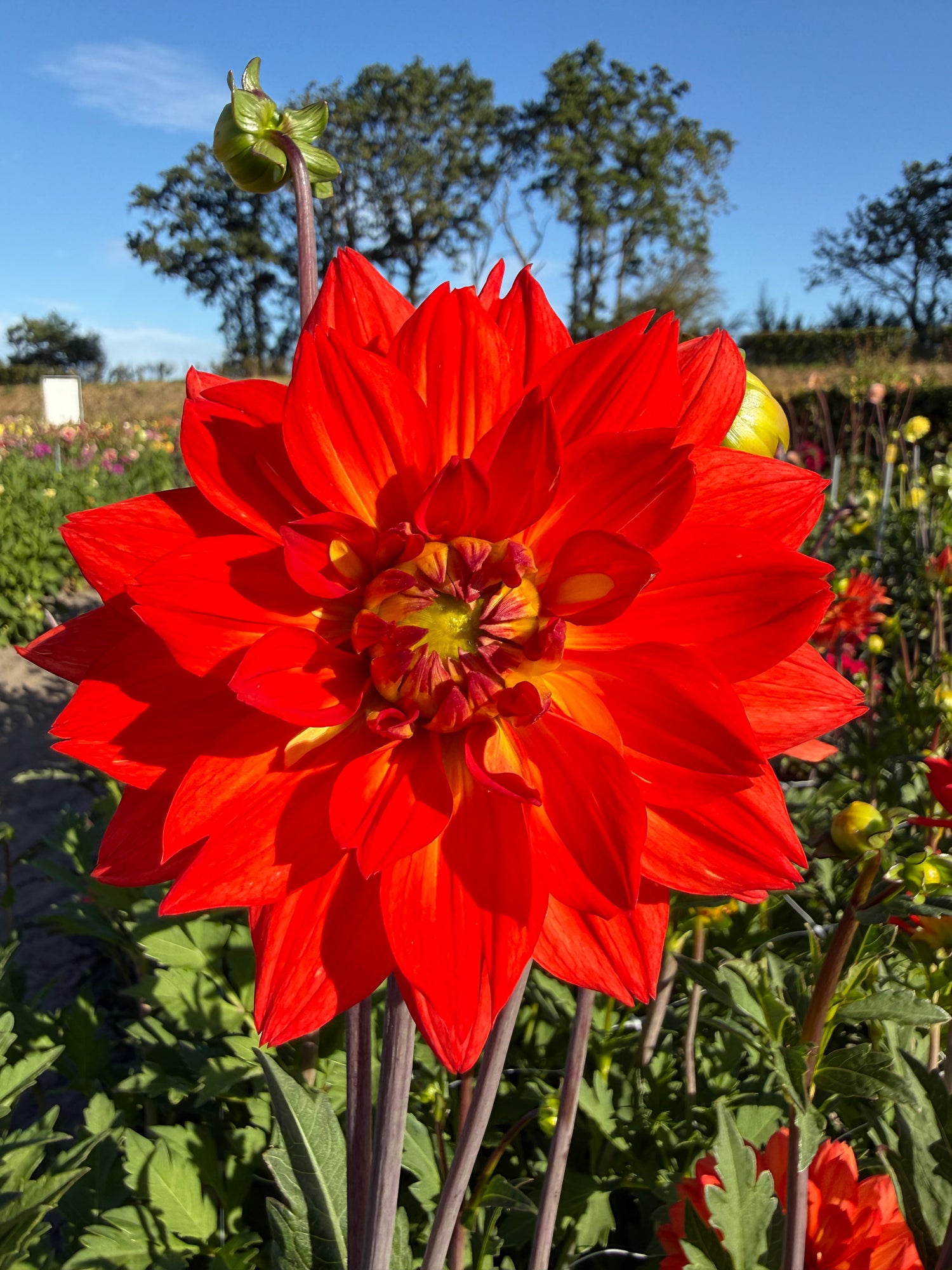Dahlia Karma Fiësta