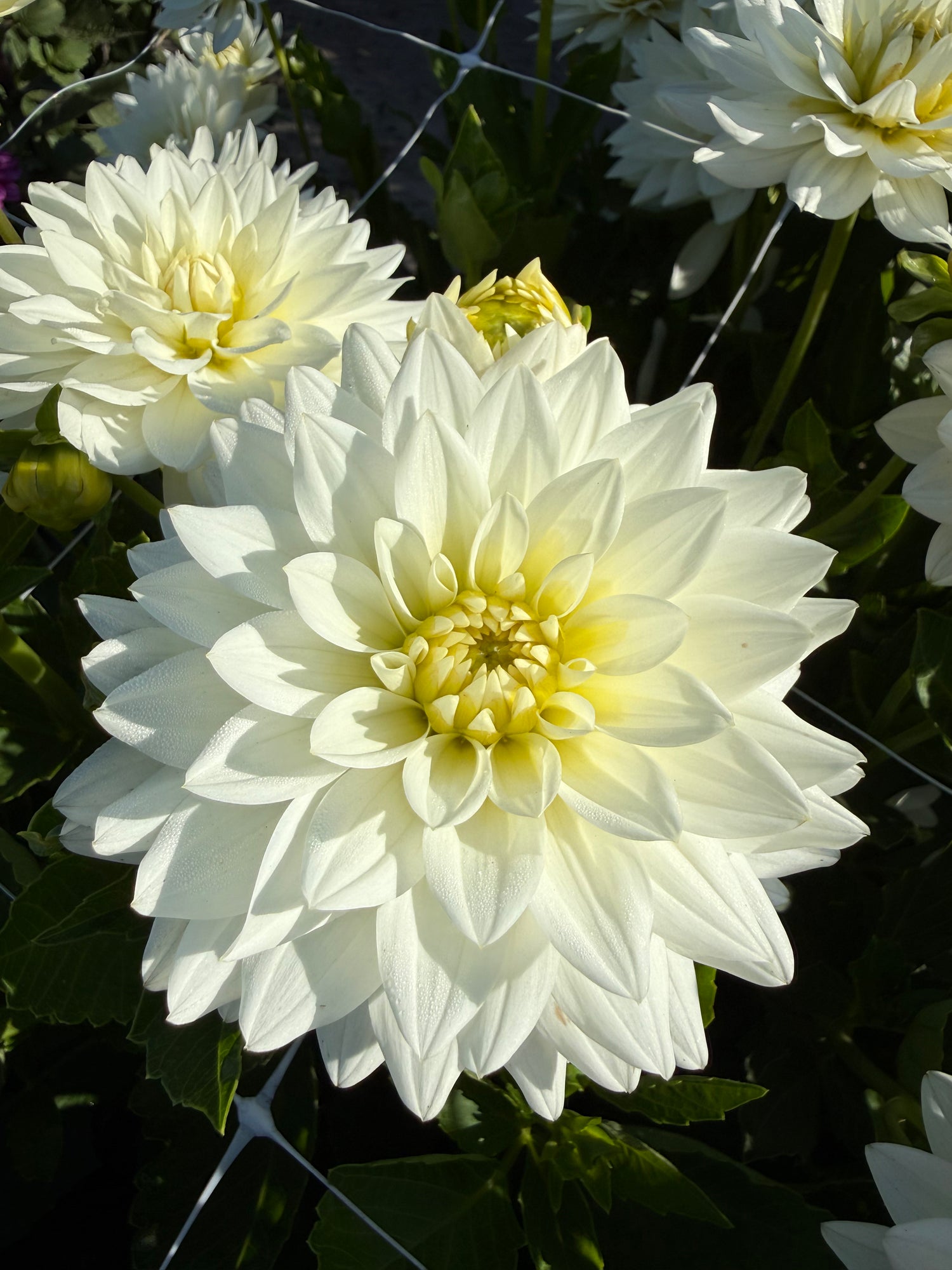 Dahlia Karma Maarten Zwaan