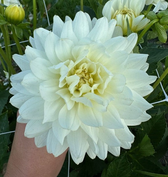 Dahlia Karma Maarten Zwaan