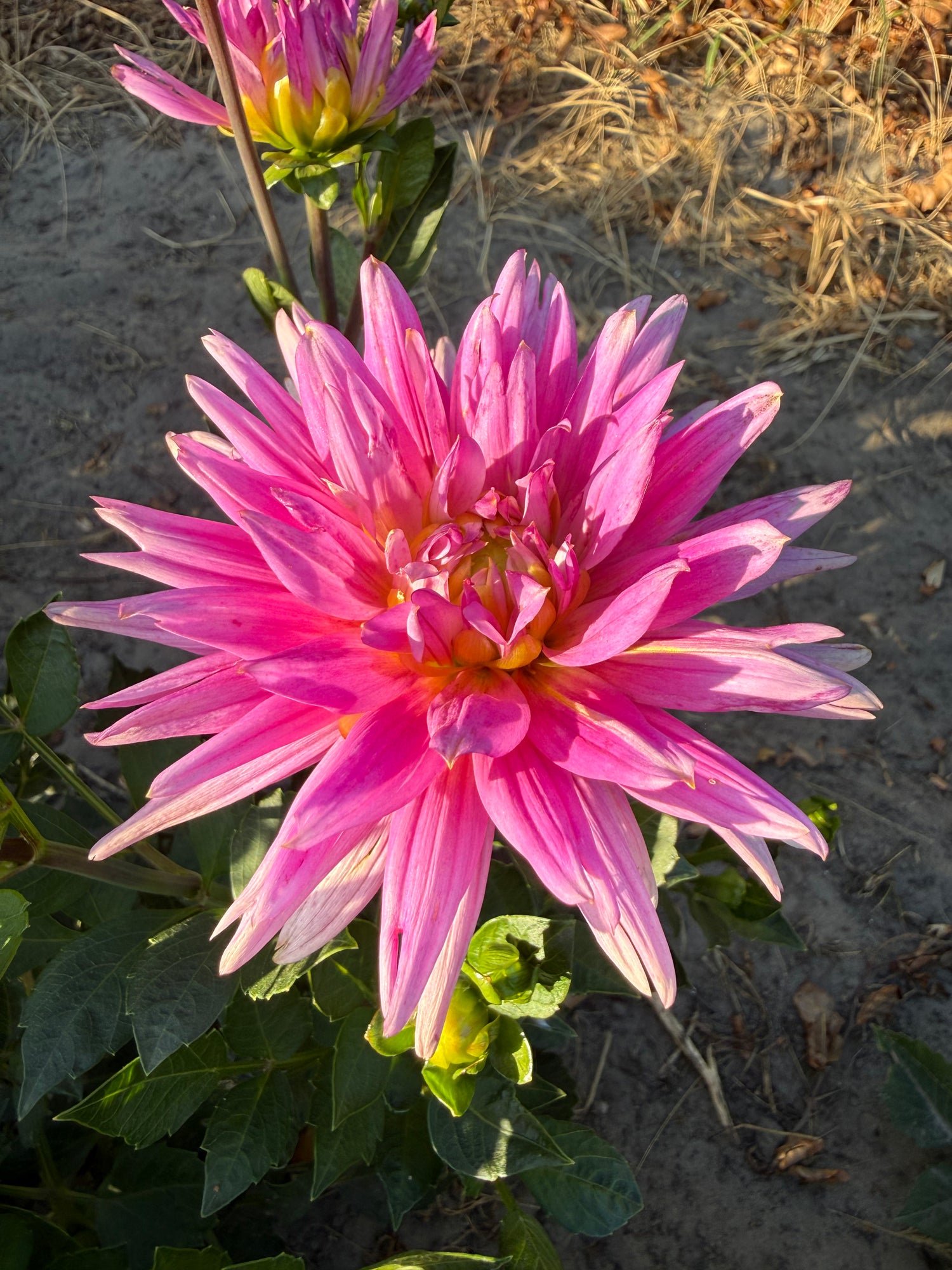 Dahlia Karma Pink Corona
