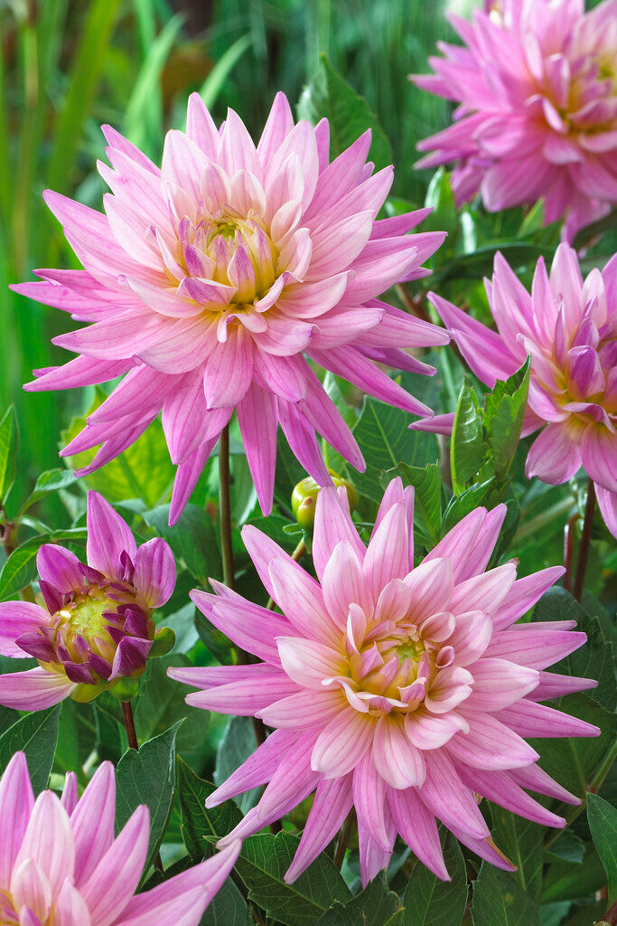 Dahlia Karma Pink Corona