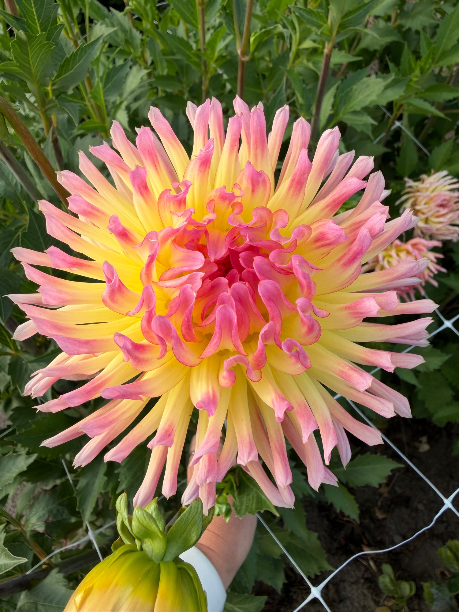 Dahlia Karma Sangria