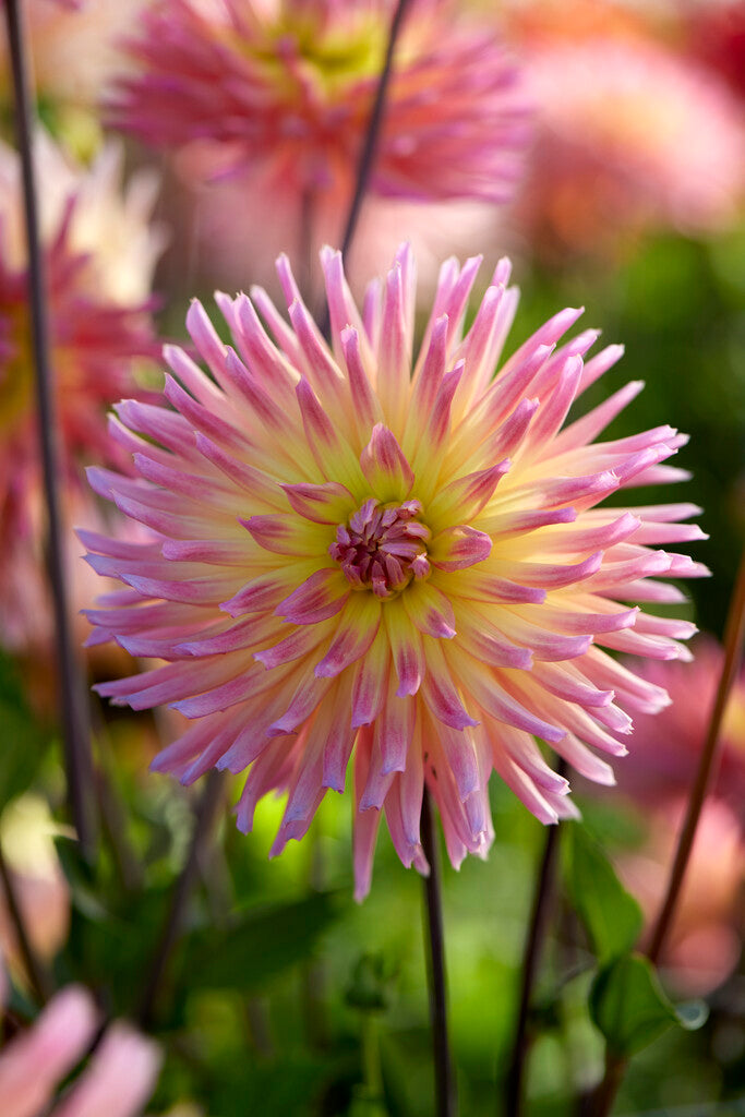 Dahlia Karma Sangria