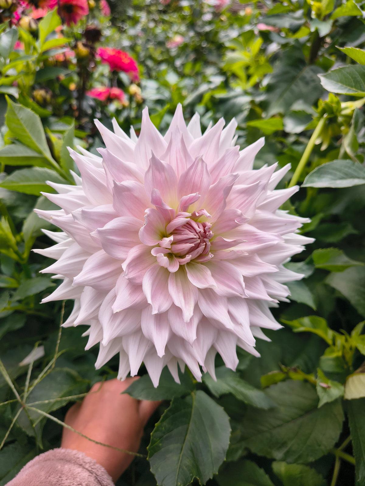 Dahlia Ka's Cloud