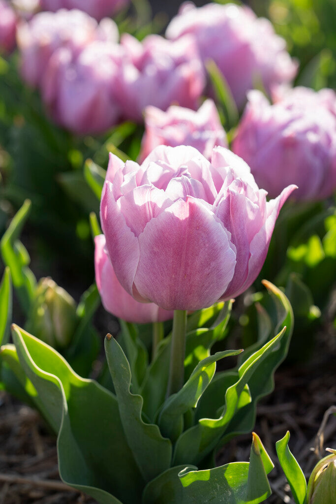 Tulipa Katinka