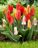 Tulipa Kaufmanniana Mix