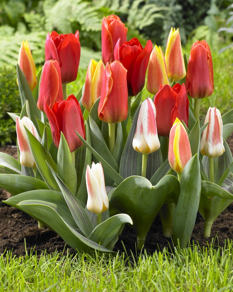 Tulipa Kaufmanniana Mix