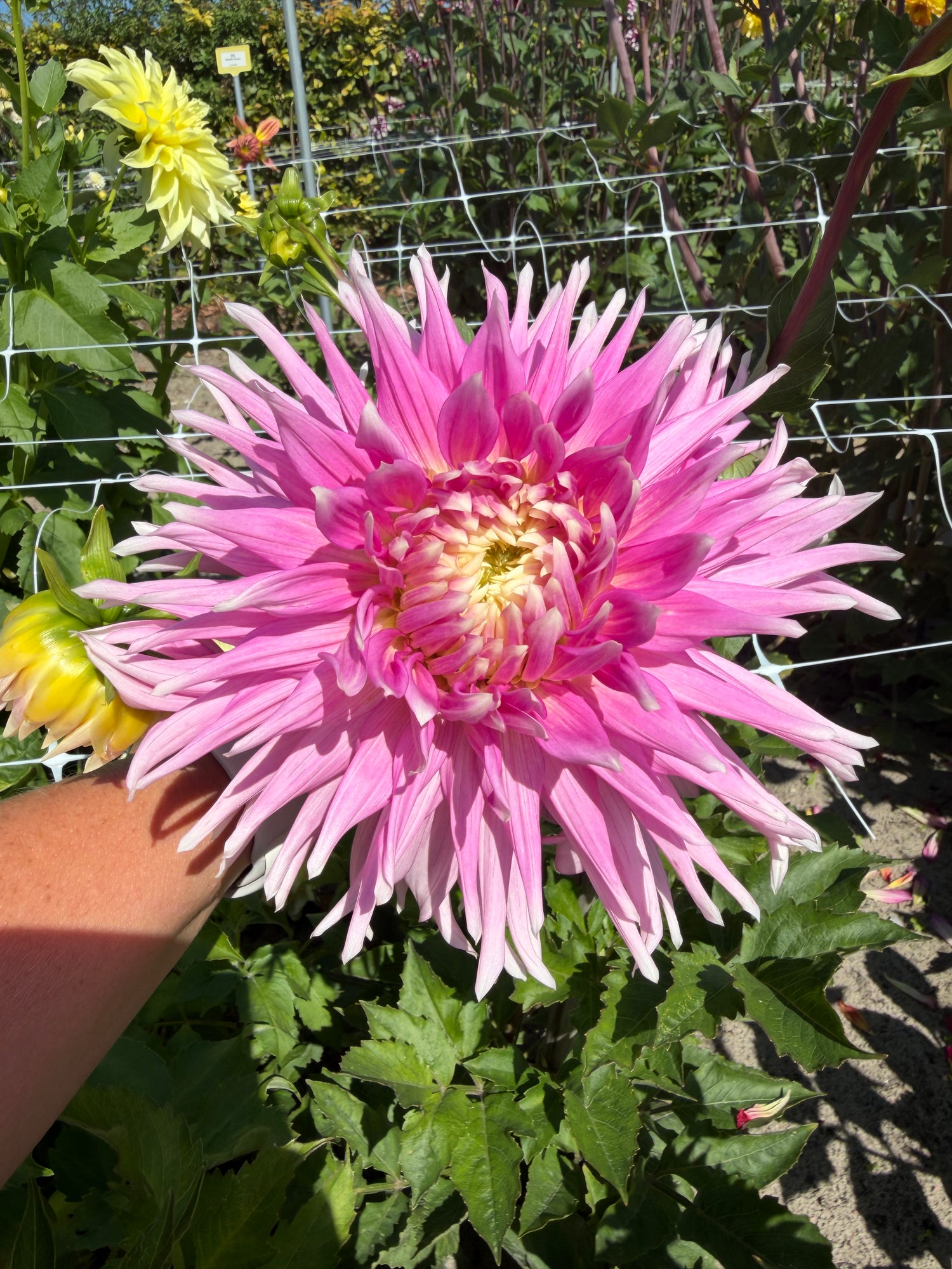 Dahlia Kiev