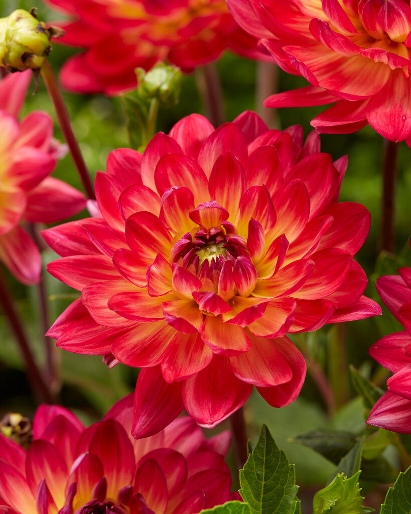 Dahlia Kilburn Glow