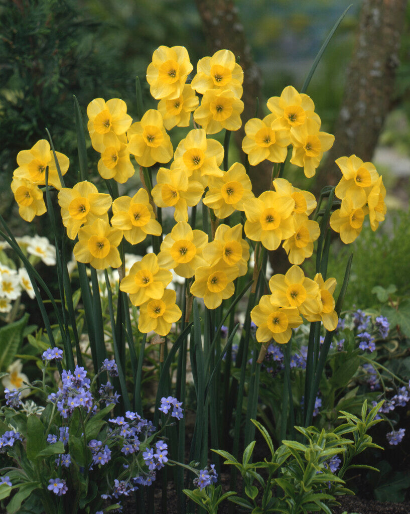 Narcissus Kokopelli