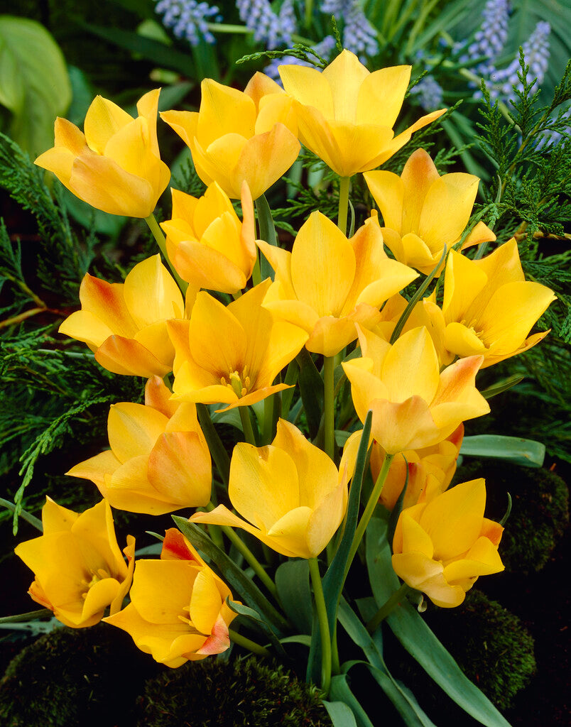 Tulipa Kolpakowskiana