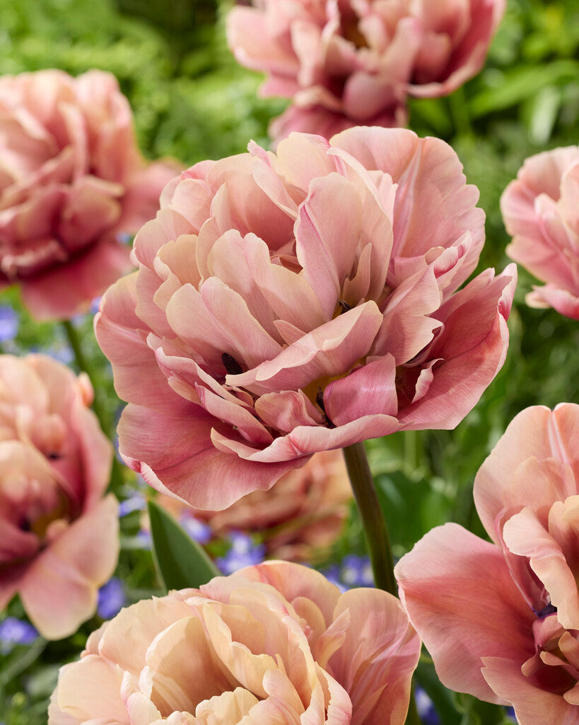 Tulipa La Belle Epoque