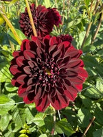 dahlia la recoleta