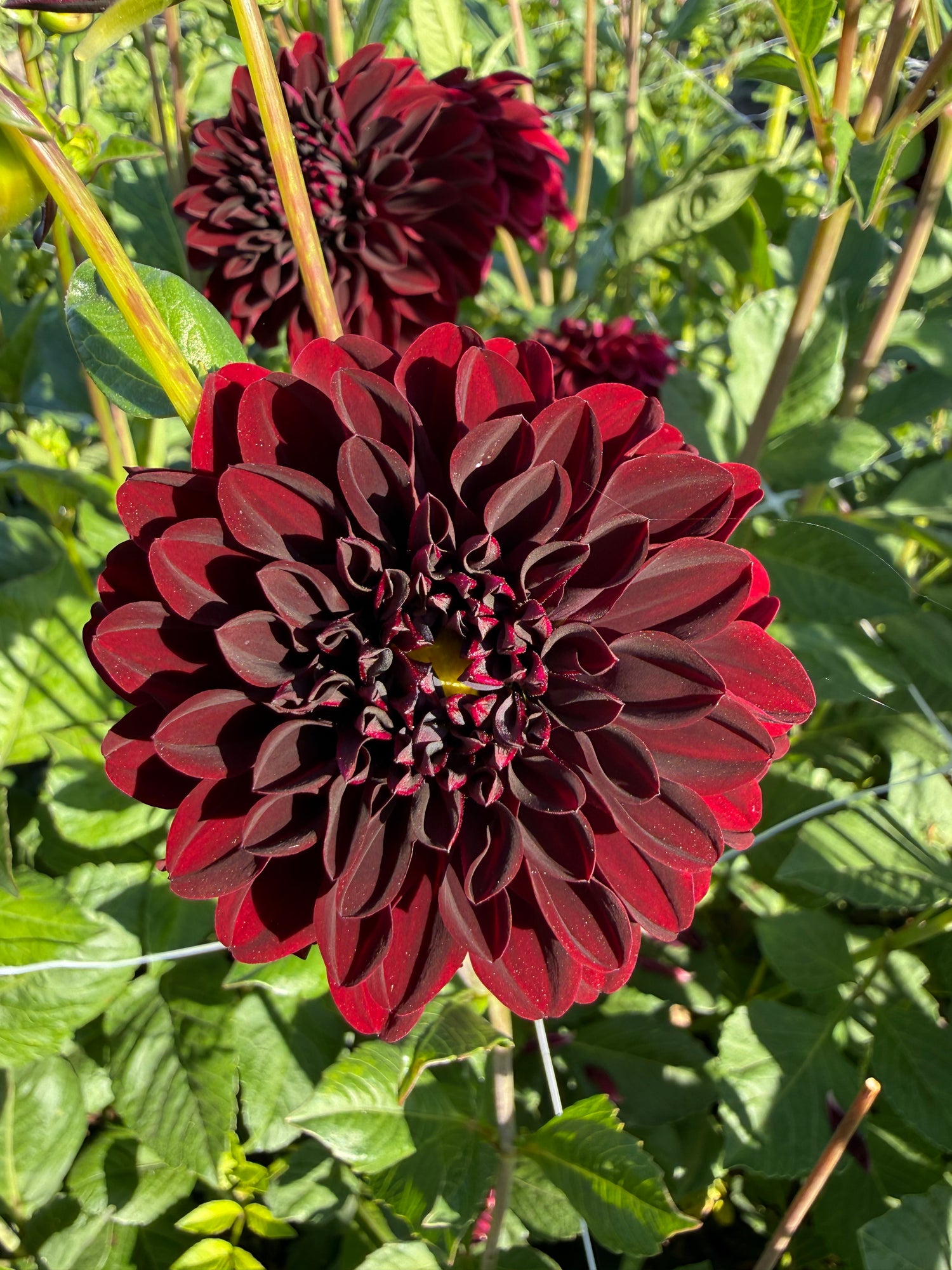 dahlia la recoleta