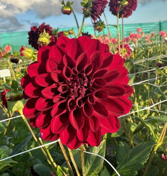 Dahlia La Recoleta