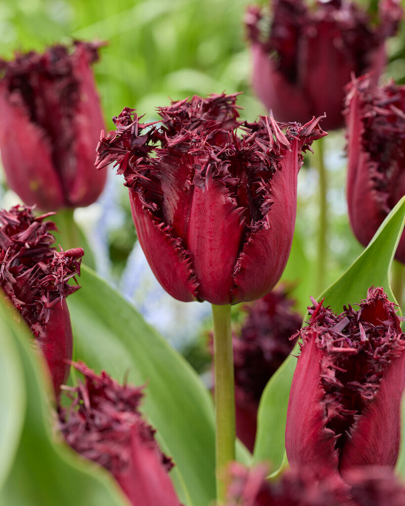 Tulipa Labrador