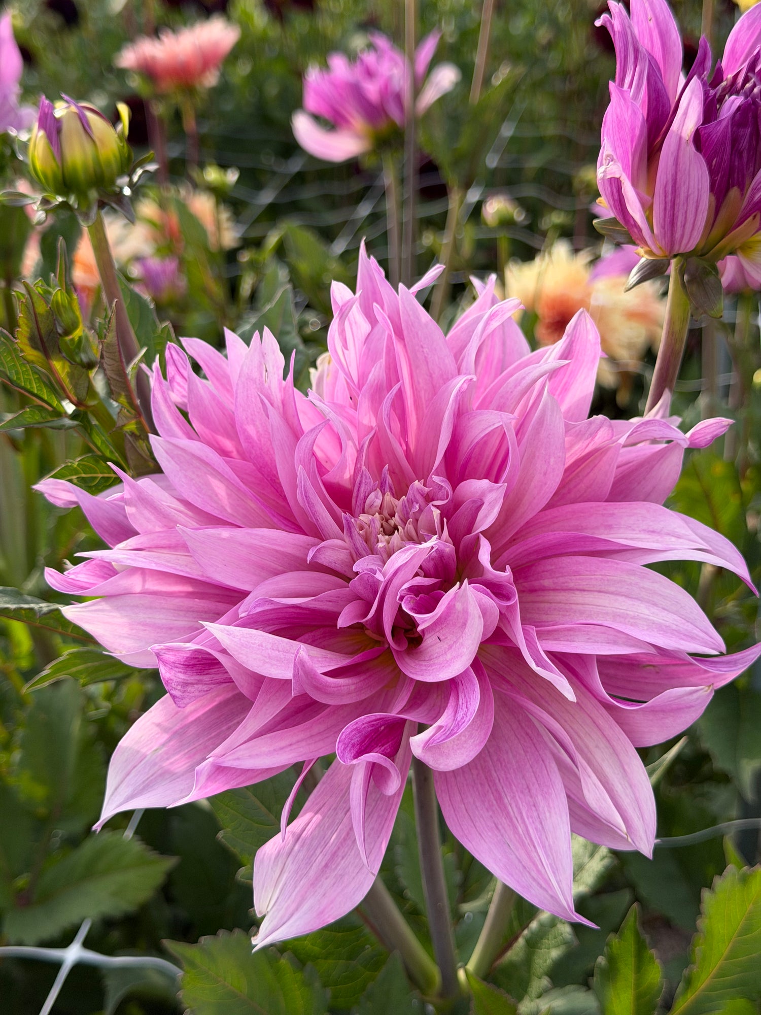 Dahlia Labyrinth Twotone