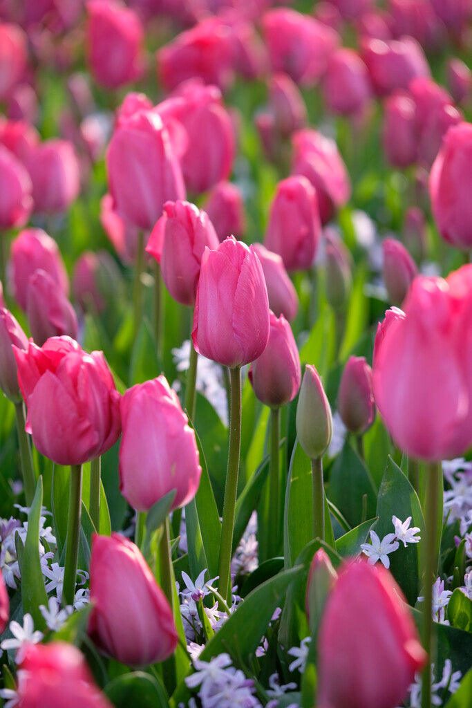 Tulipa Lady van Eijk