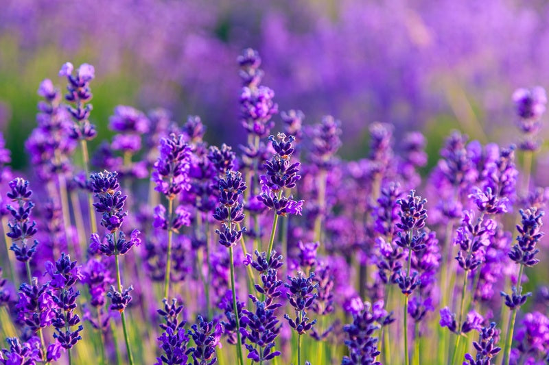 Lavandula Dwarf Blue