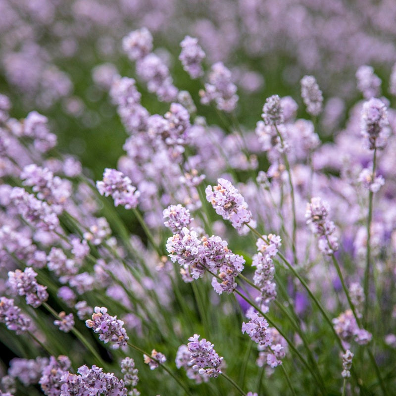 Lavandula Rosea