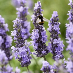 Lavandula intermedia 'Sensational'