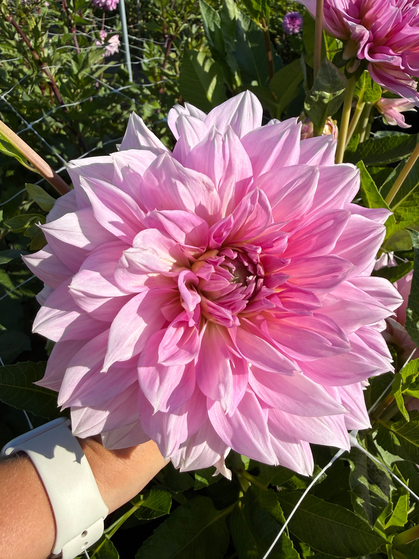 dahlia lavender perfection