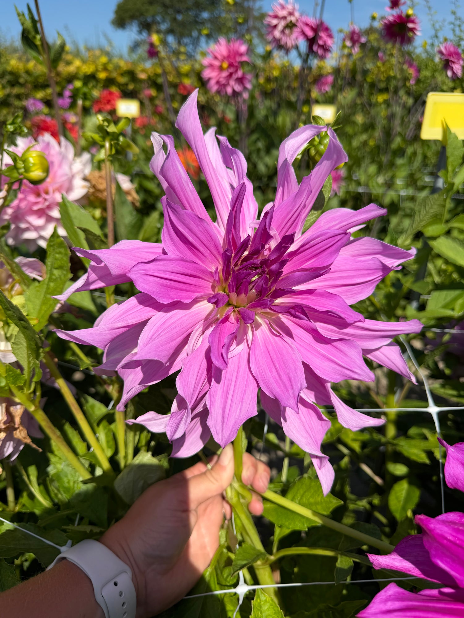Dahlia Lavender Ruffles