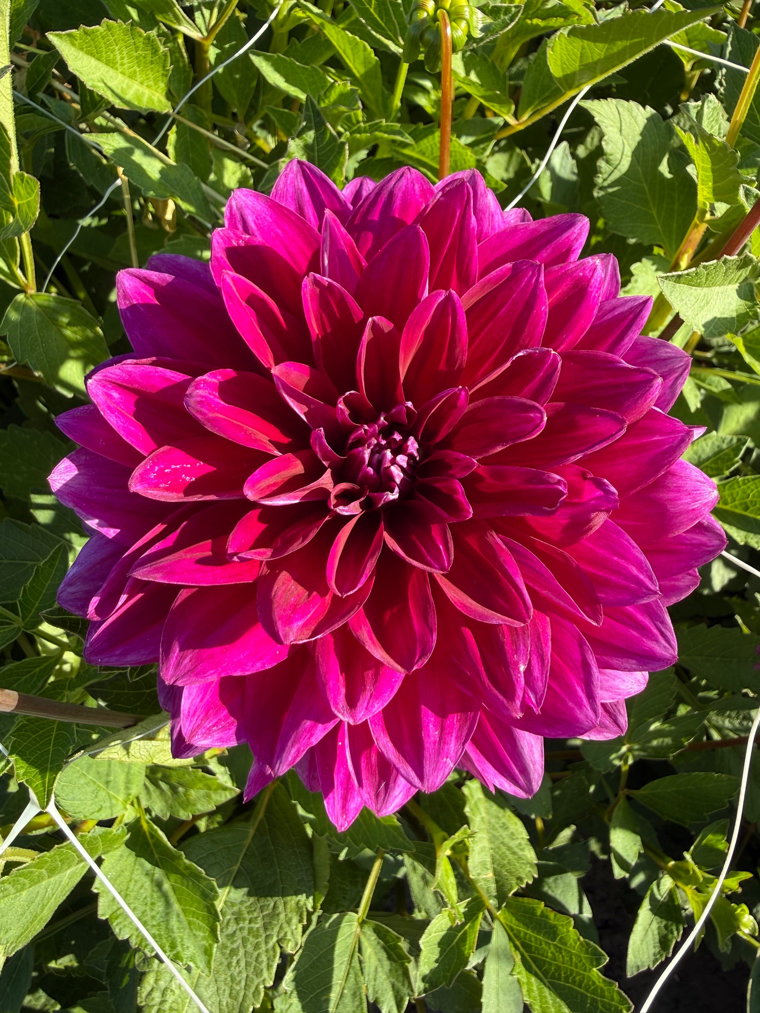 Dahlia Le Baron