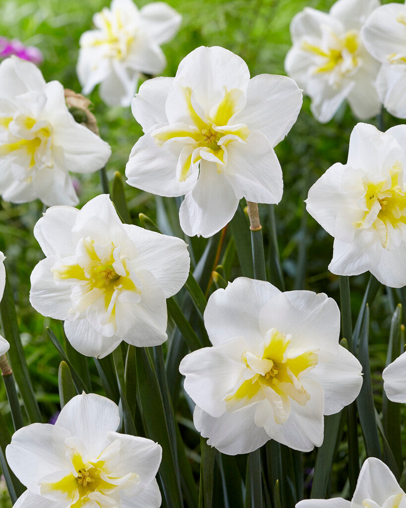 Narcissus Lemon Beauty