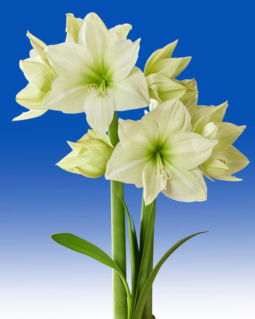 Amaryllis Lemon Grandise