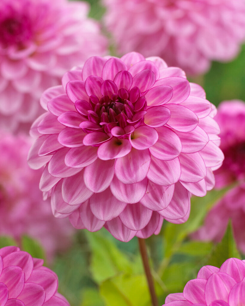 Dahlia Lenny's Dream