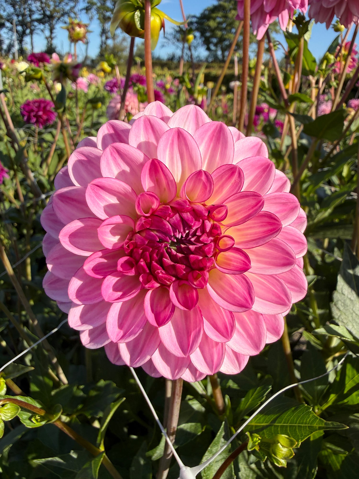 Dahlia Lenny's Dream