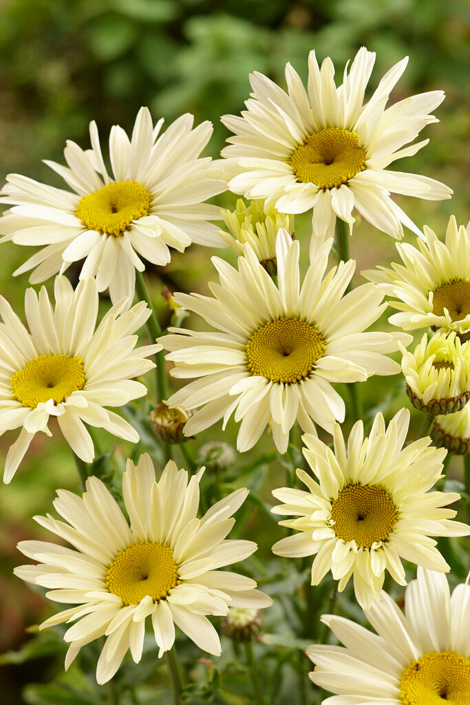 Leucanthemum Banana Cream