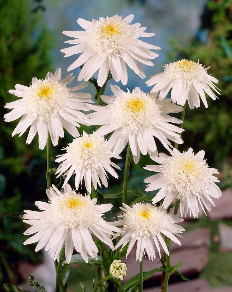 Leucanthemum Wirral Supreme