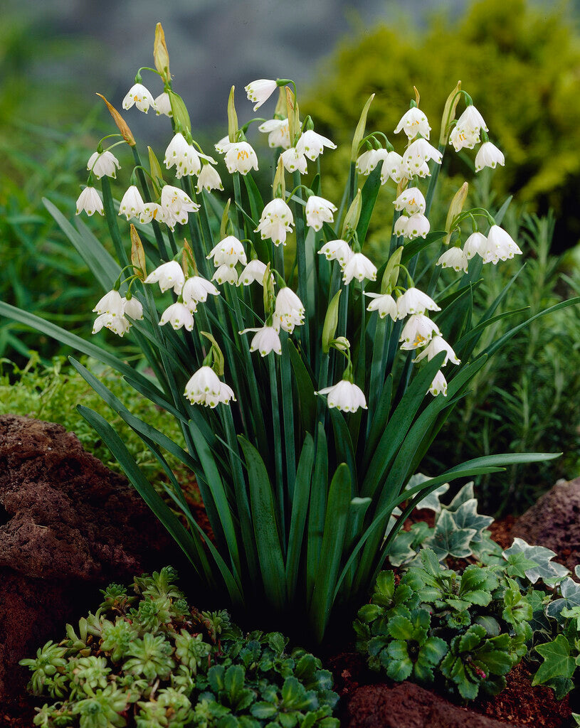 Leucojum Aestivum