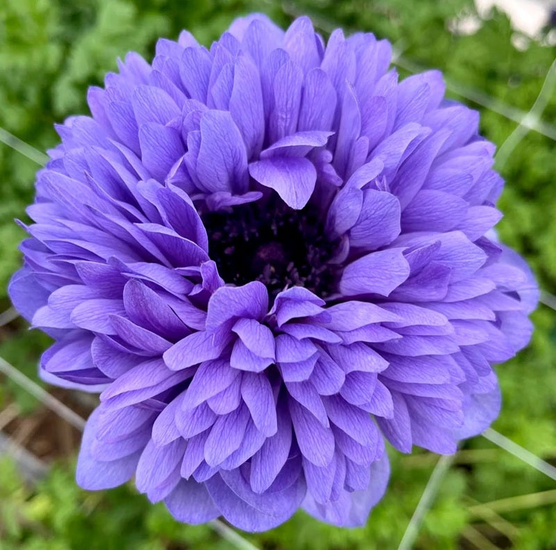 Anemone Azzurro Levante