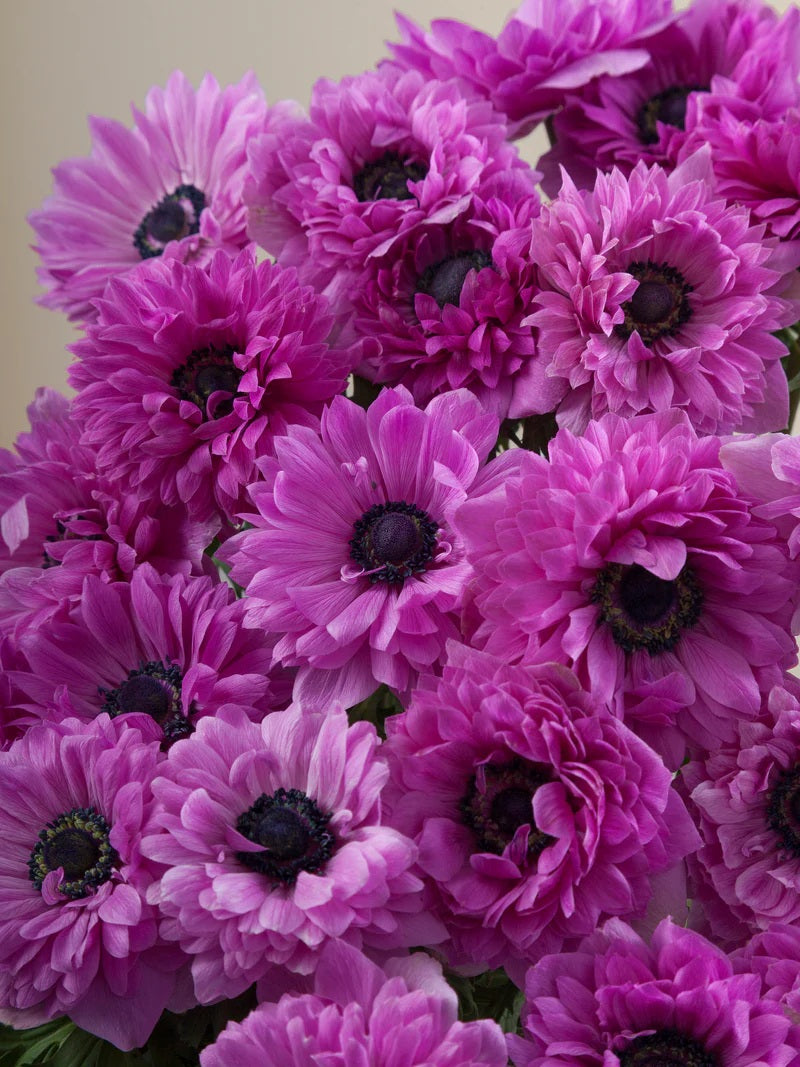 Anemone Levante Fucsia