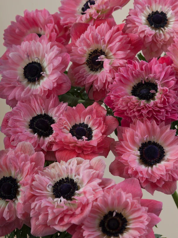Anemone Levante Rosa