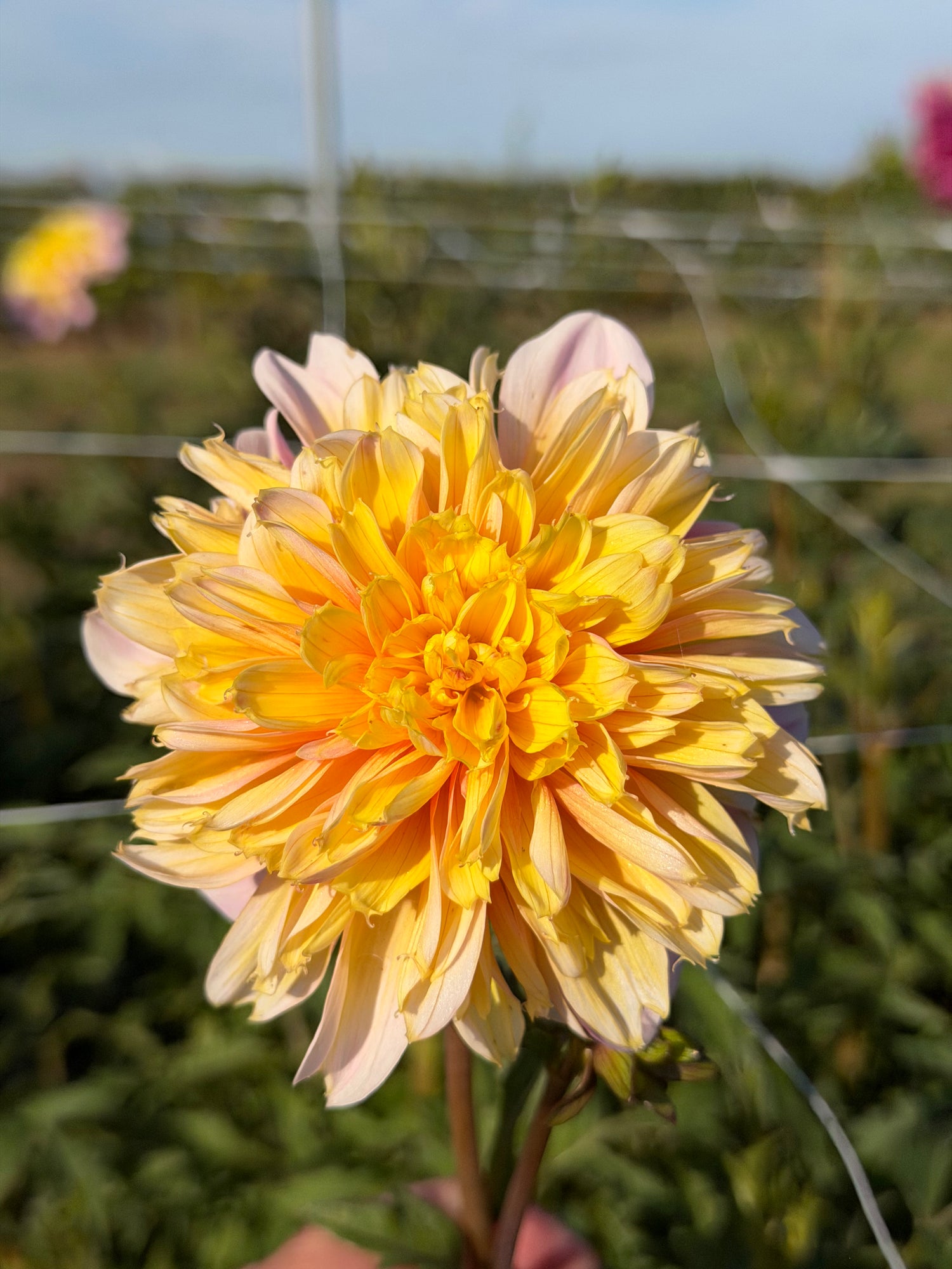 Dahlia Lifestyle