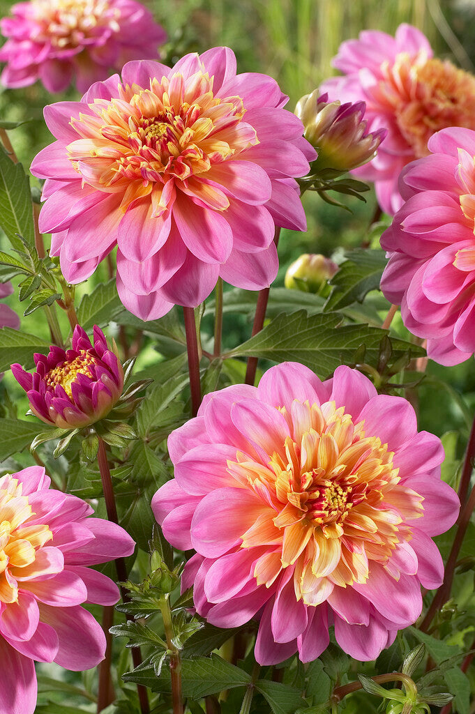 Dahlia Life Style